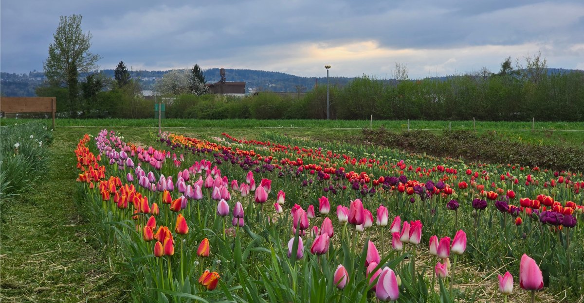 Tulpen