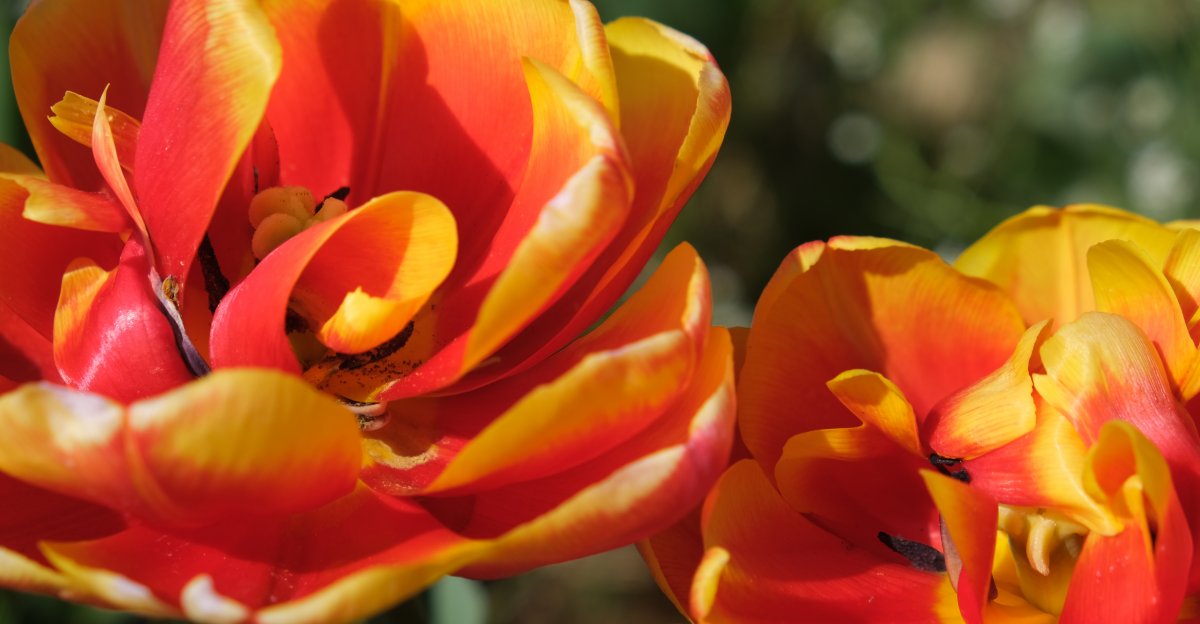 Tulpen